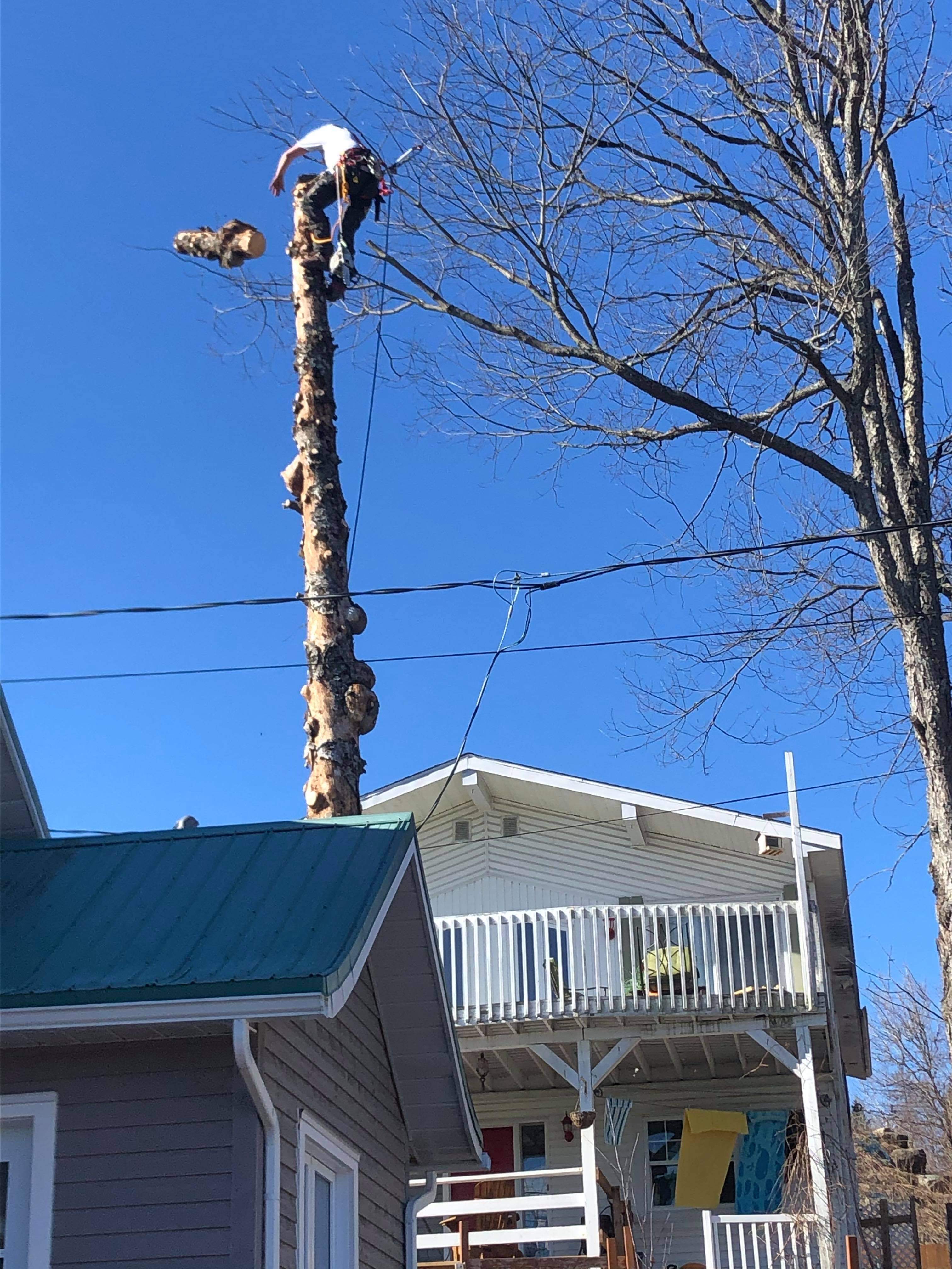 Images Élagage Frère d'Arbres