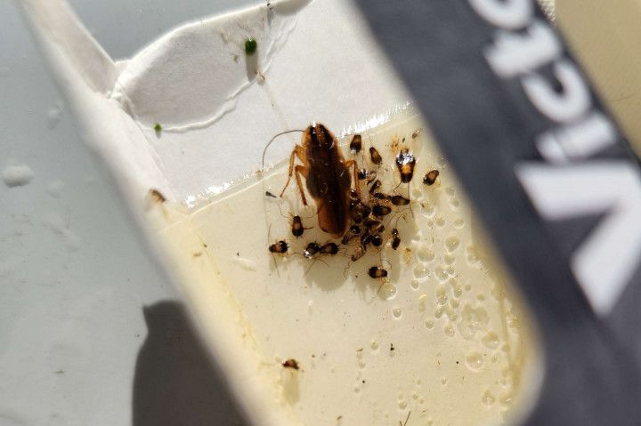 Images B&B Extermination