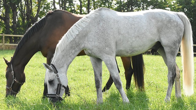 Images LM Horse Retreat ApS
