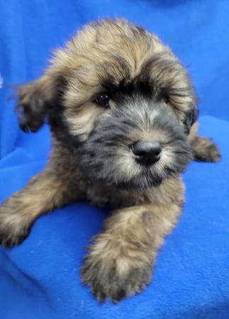 Images Select A Puppy, Inc.