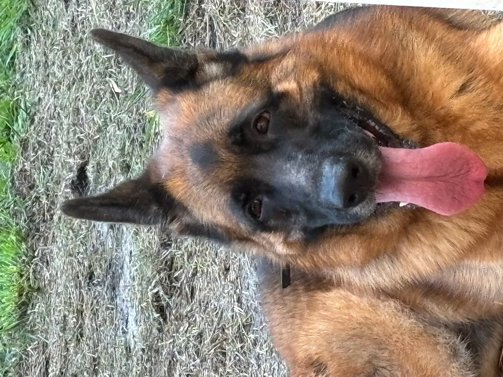 Russell's K9 Academy Image
