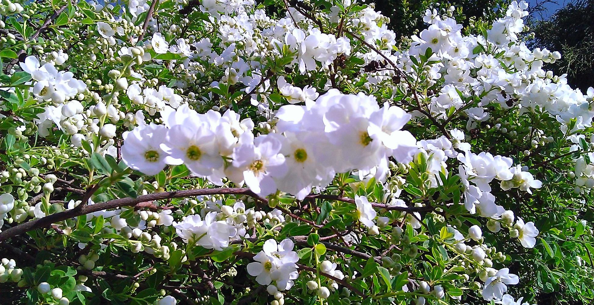 H. Dollé Gartenbau und -pflege GmbH, Schulhausstrasse 49 in Erlenbach ZH