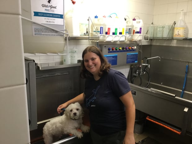 Images Petco Grooming