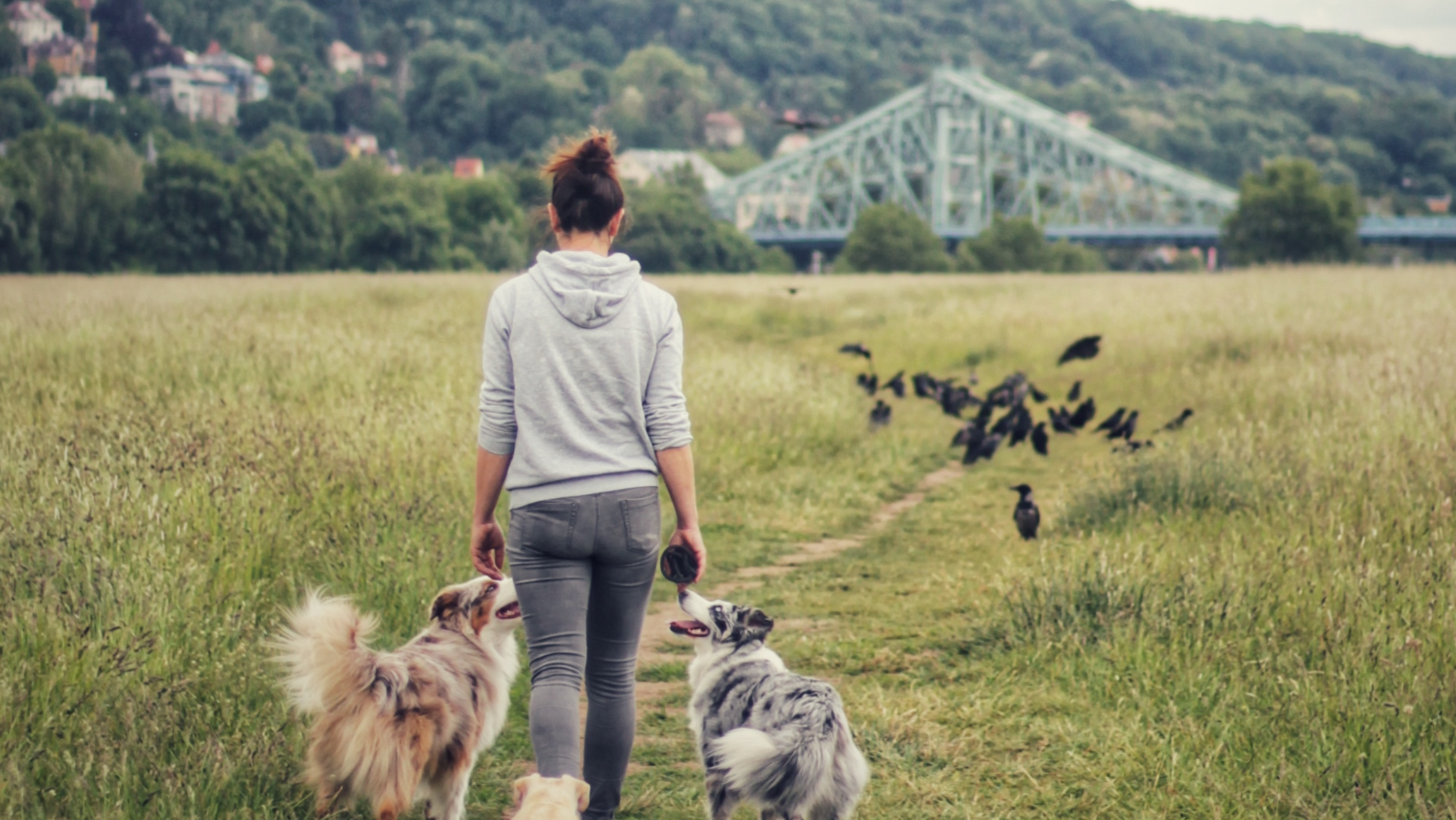 Pawlane - Dogwalk in Dresden - Logo