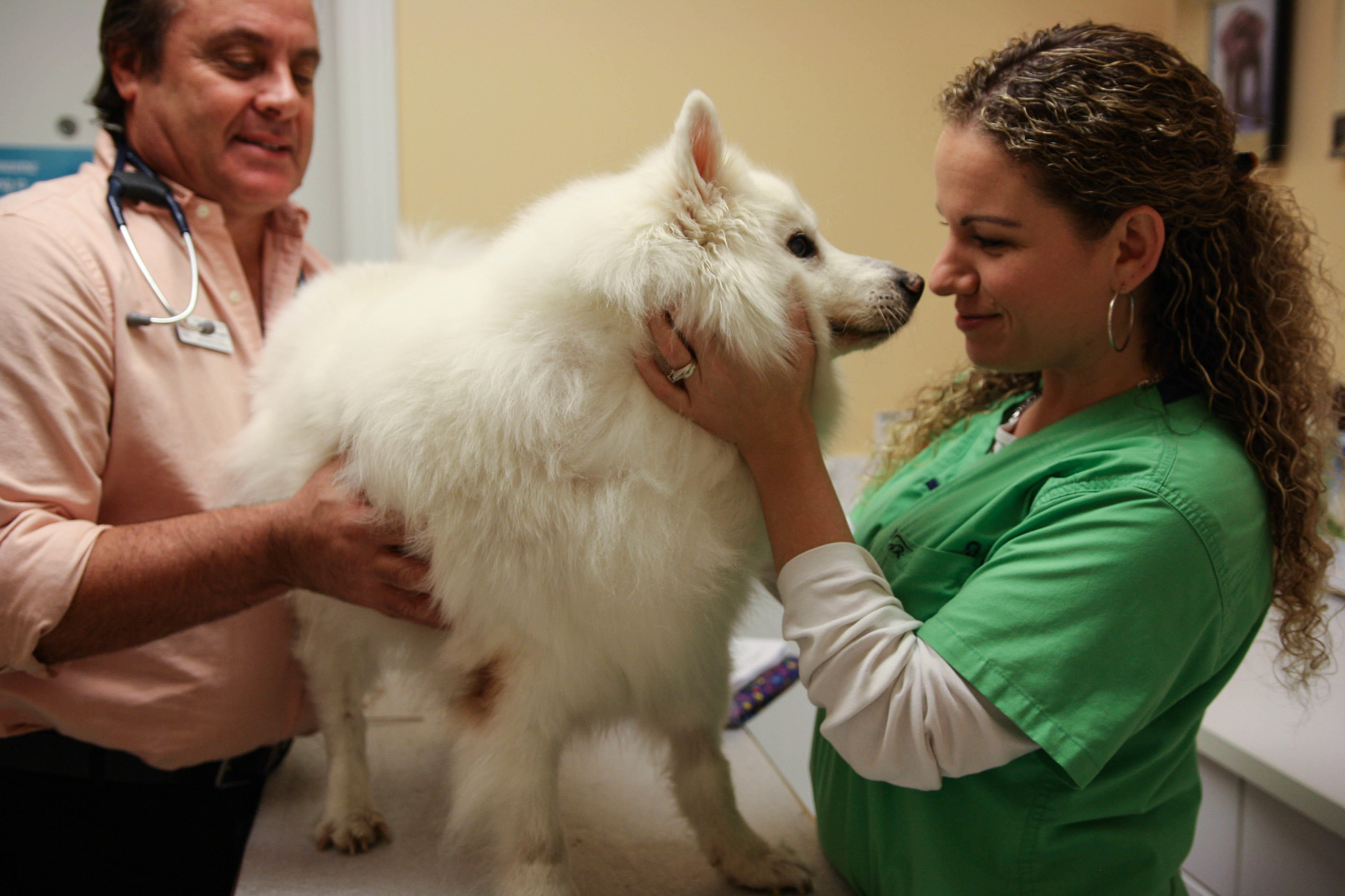 Here, Dr. Krawitz is palpating a fluffy patient’s abdomen to check for tenderness, weight, and body status.