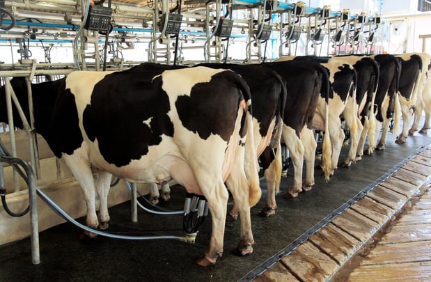 Images Profectus Livestock Solutions