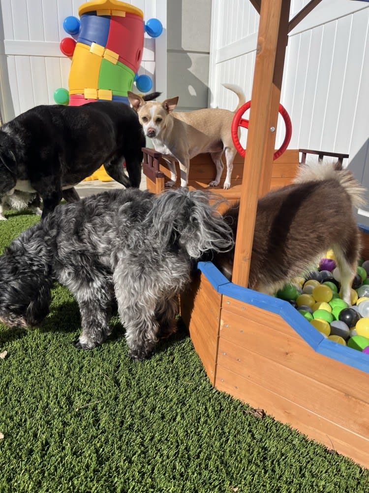 The Dog Stop - Katy Image