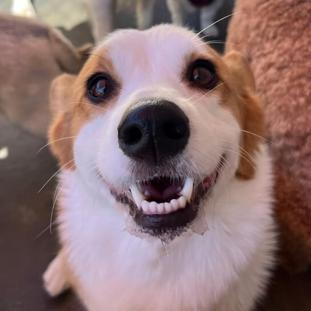 Bed and Biscuit Image