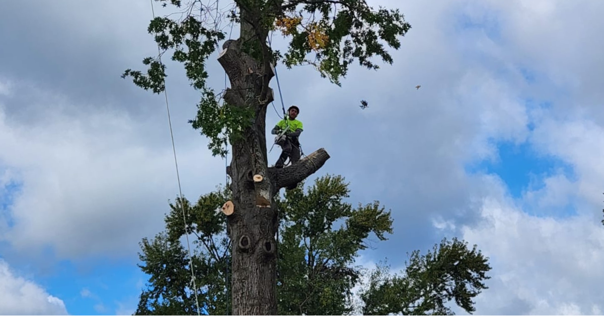 Tree Trimming Services in Ambler, PA