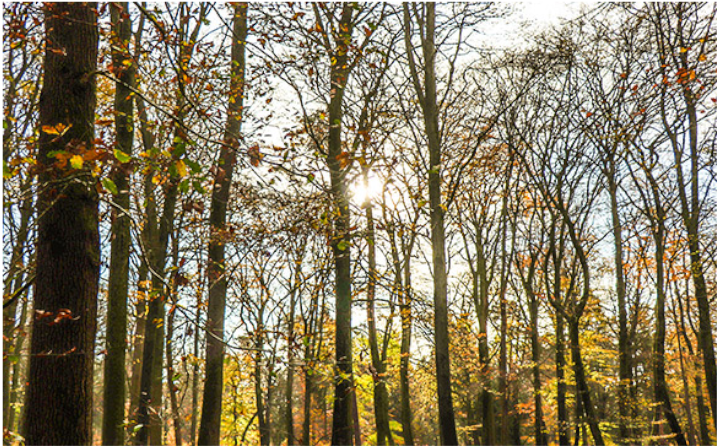 Hadeler Bestattungen & Bestattungsvorsorgen Bremerhaven - Meisterbetrieb, Krüselstr. 21 -25 in Bremerhaven