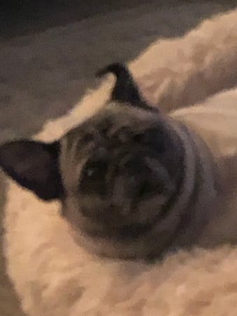 Images Melrose La Brea Animal Hospital