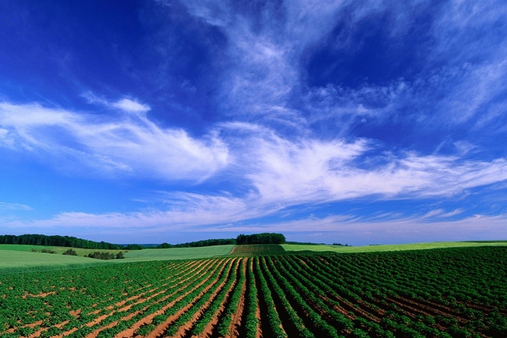 Farm field in southern Ontario