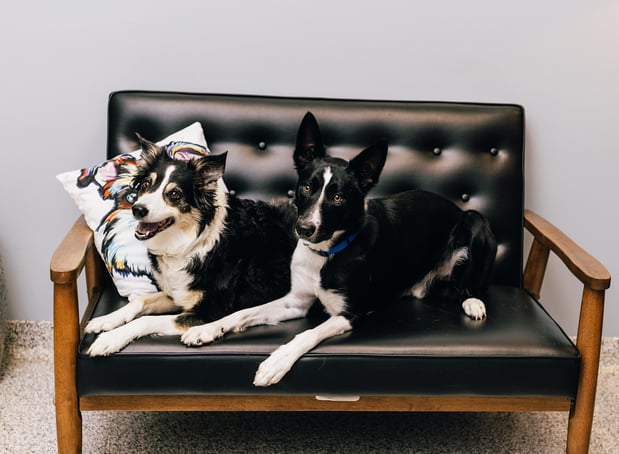 Images PetVet365 Pet Hospital Louisville / Jeffersontown