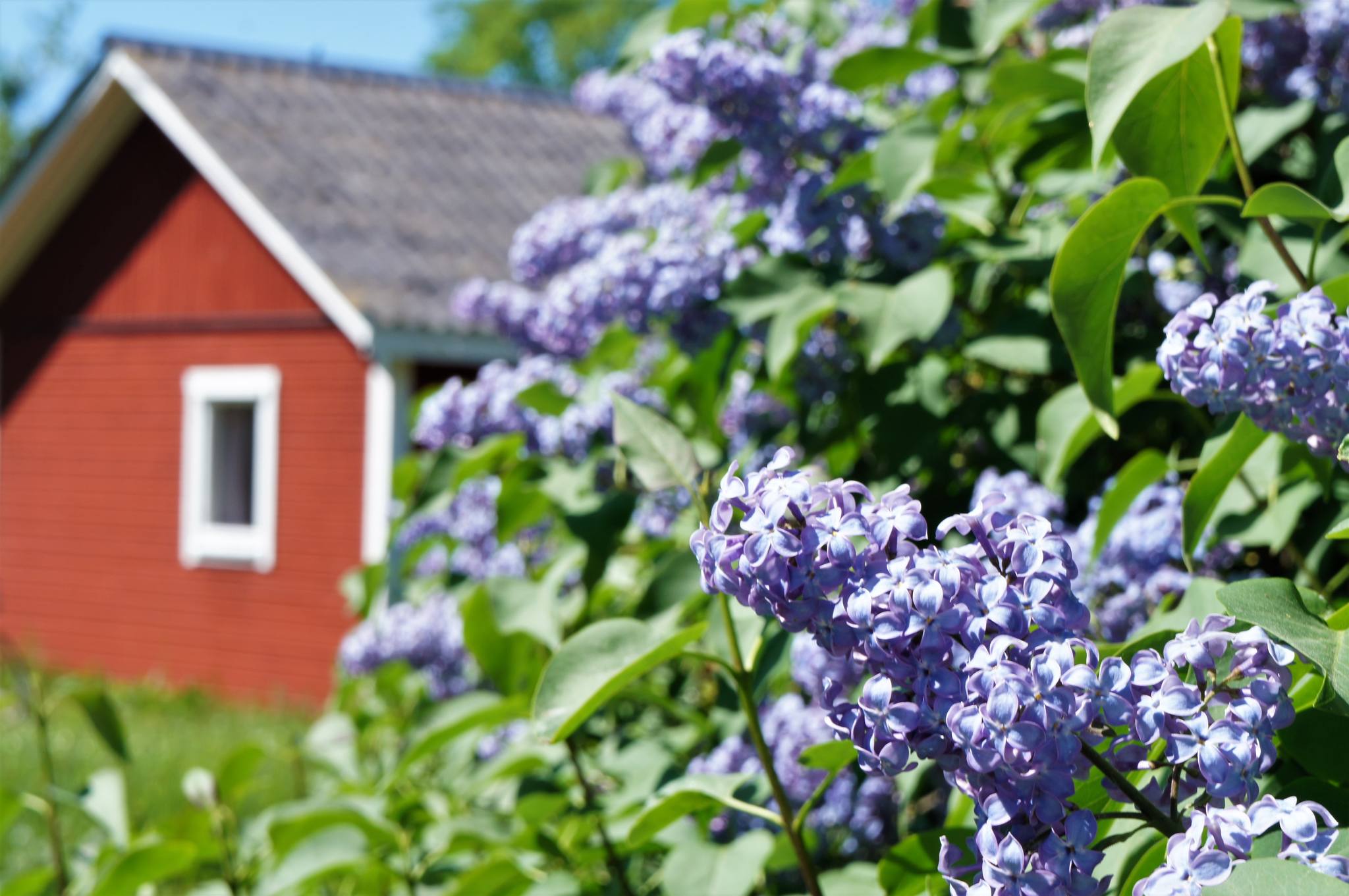 Images Kollberggården - B&B Ölands YogaStudio & Islandshästar
