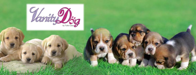 Images Vanity Dog Napoli