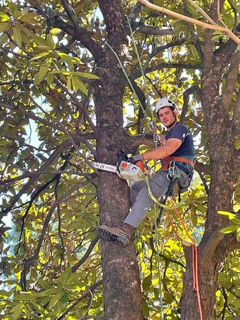 Images Taylor's Tree & Landscaping