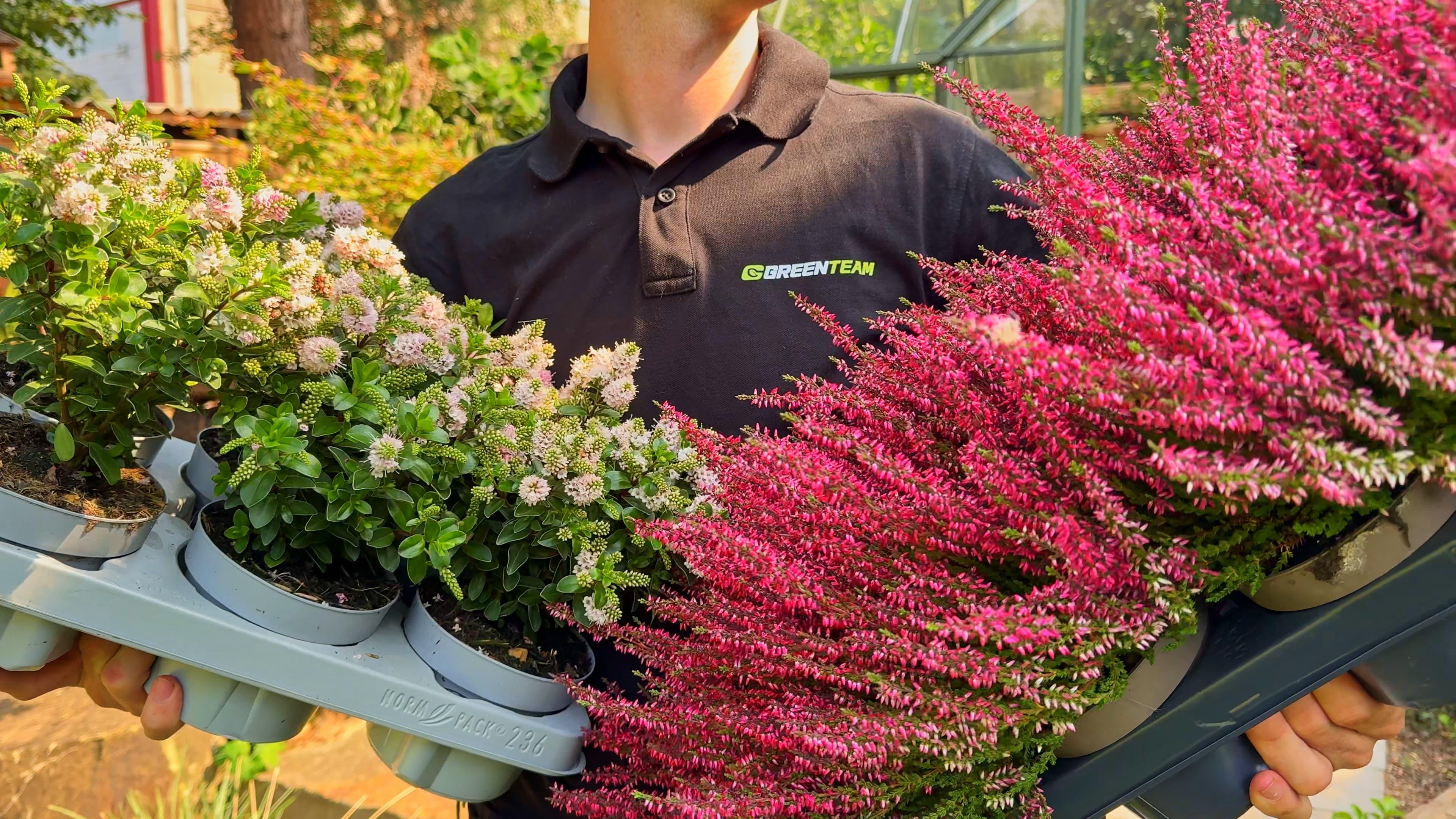 Bild 2 GreenTeam Gartenpflege und Gestaltung Köln in Köln