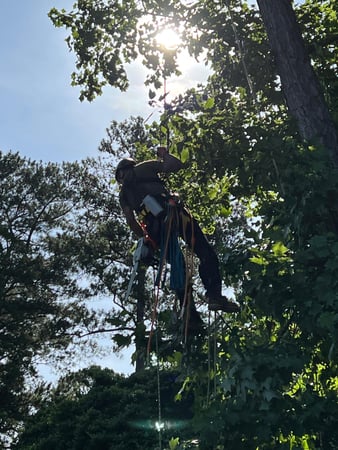 Images Fortson Tree Company