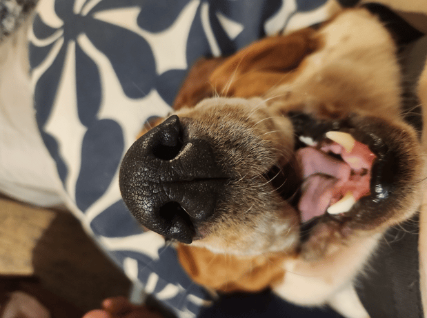 Images VCA Morris Plains Animal Hospital