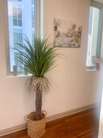 Images Palm Branch Dentistry