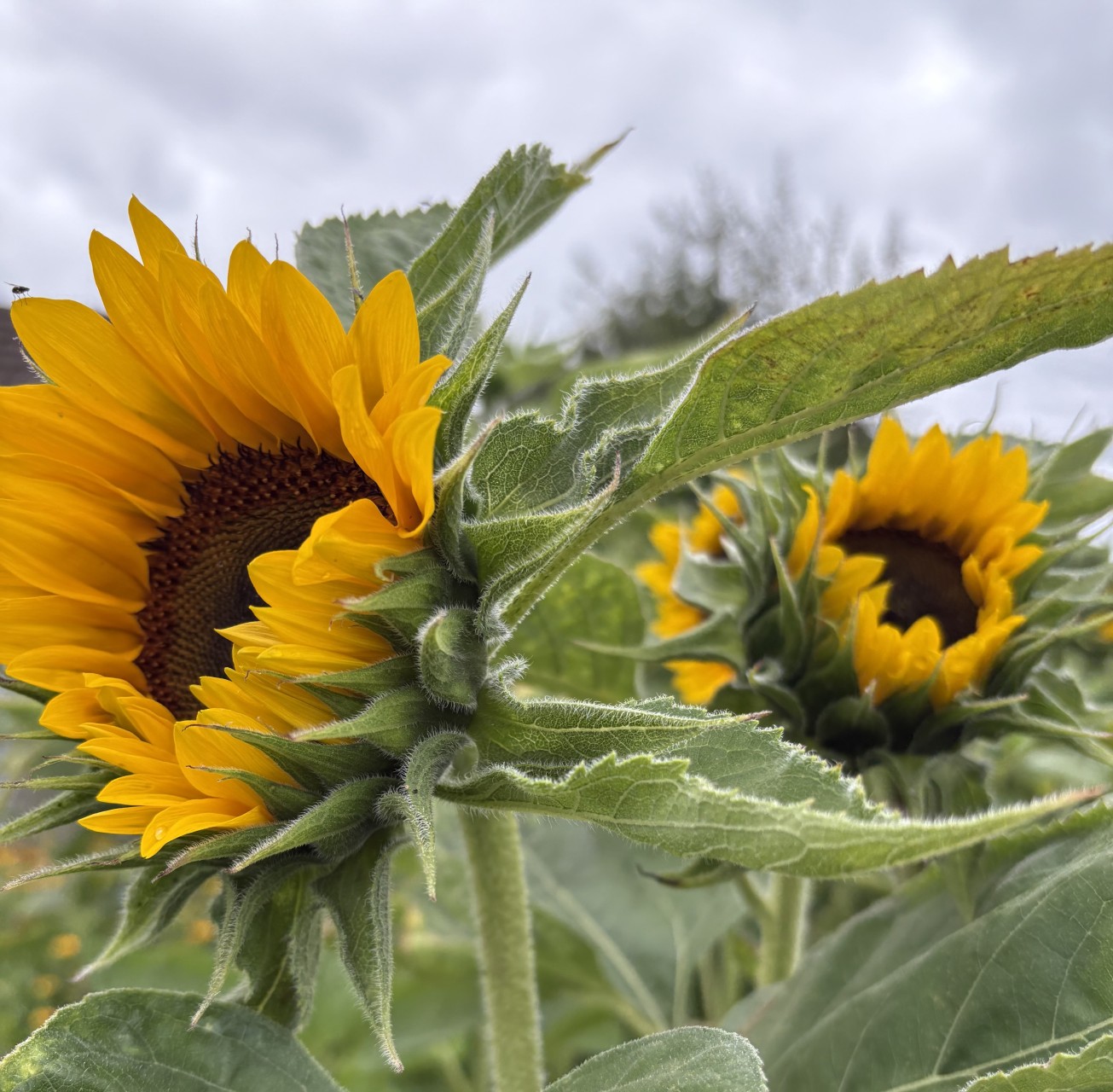 Bilder Blumen Grütter