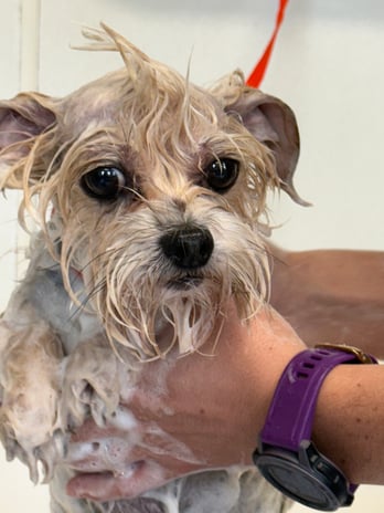 Images VCA Preston Park Animal Hospital