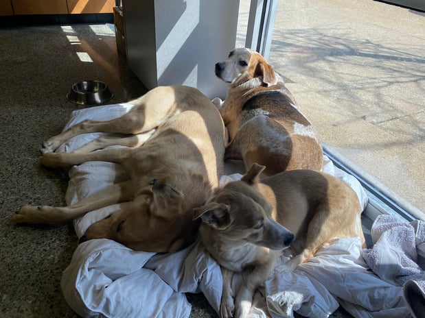 Images VCA Animal Care Center of Chicago