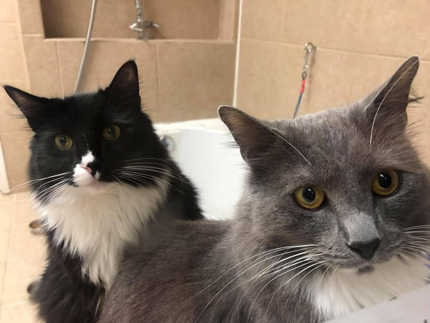 Images Murrells Inlet Veterinary Hospital