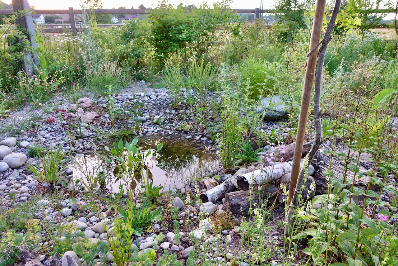 Bilder Wildblumendienst