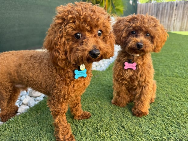 Images Pawfect Pals Miami