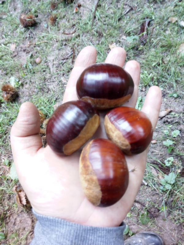 Images Agriturismo la Pineta