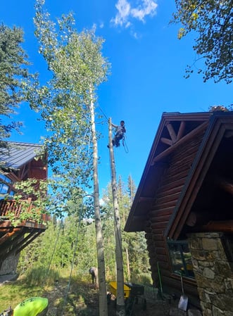 Images H & S Tree Care