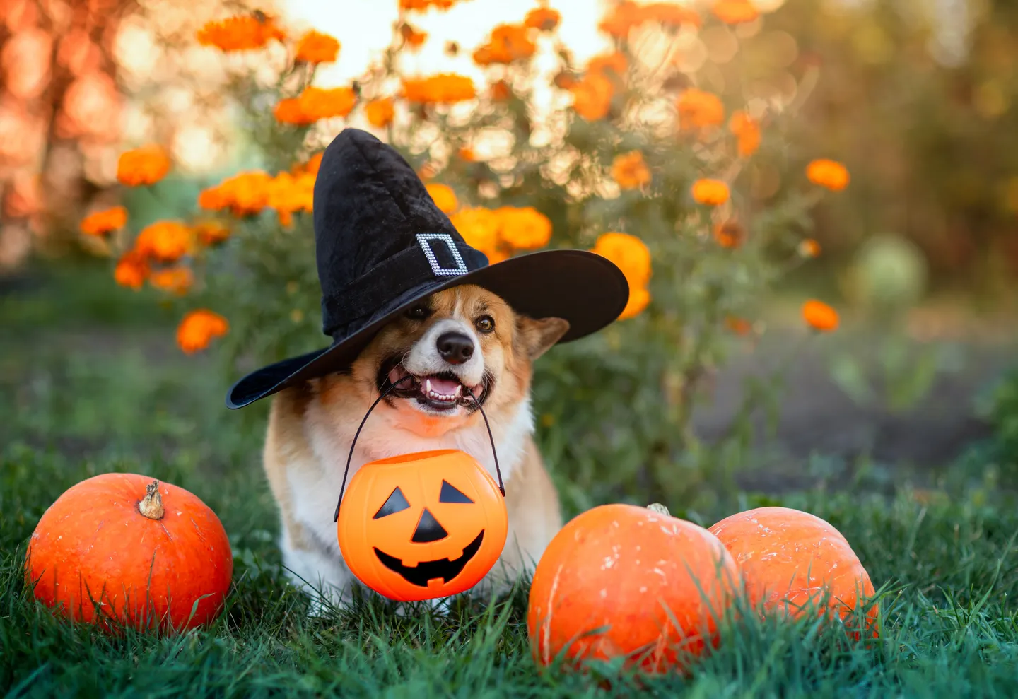 Image of Local Pet Event Bark or Treat! Nearby