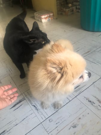 Images Melrose La Brea Animal Hospital