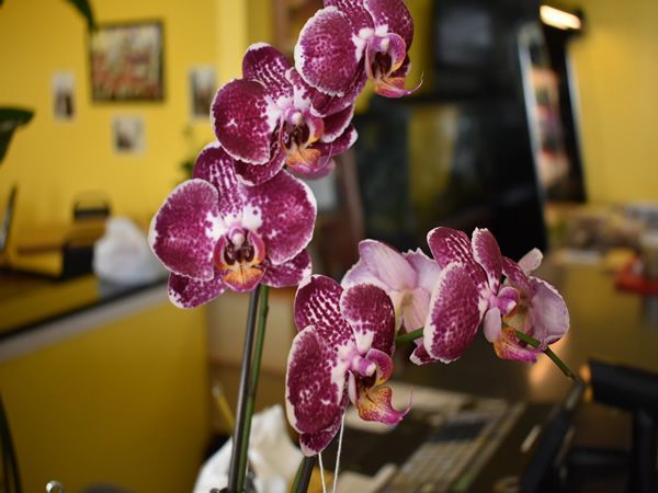 Lina's Filipino Marketplace Image