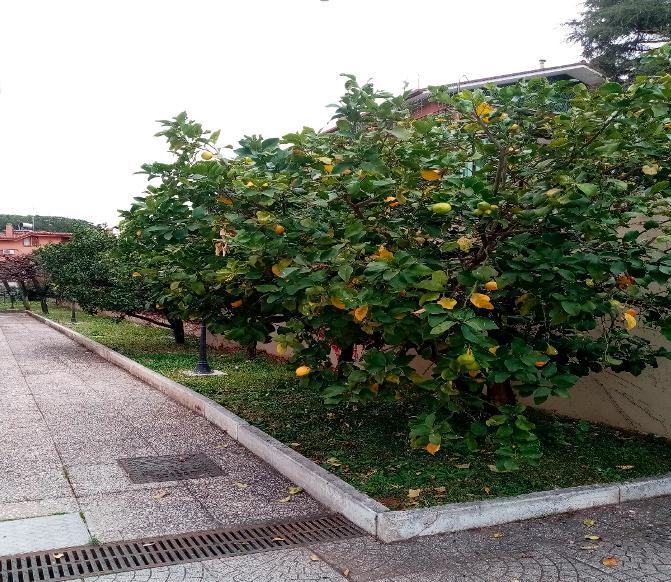 Images Scuola dell’Infanzia Paritaria “Cuore Immacolato”