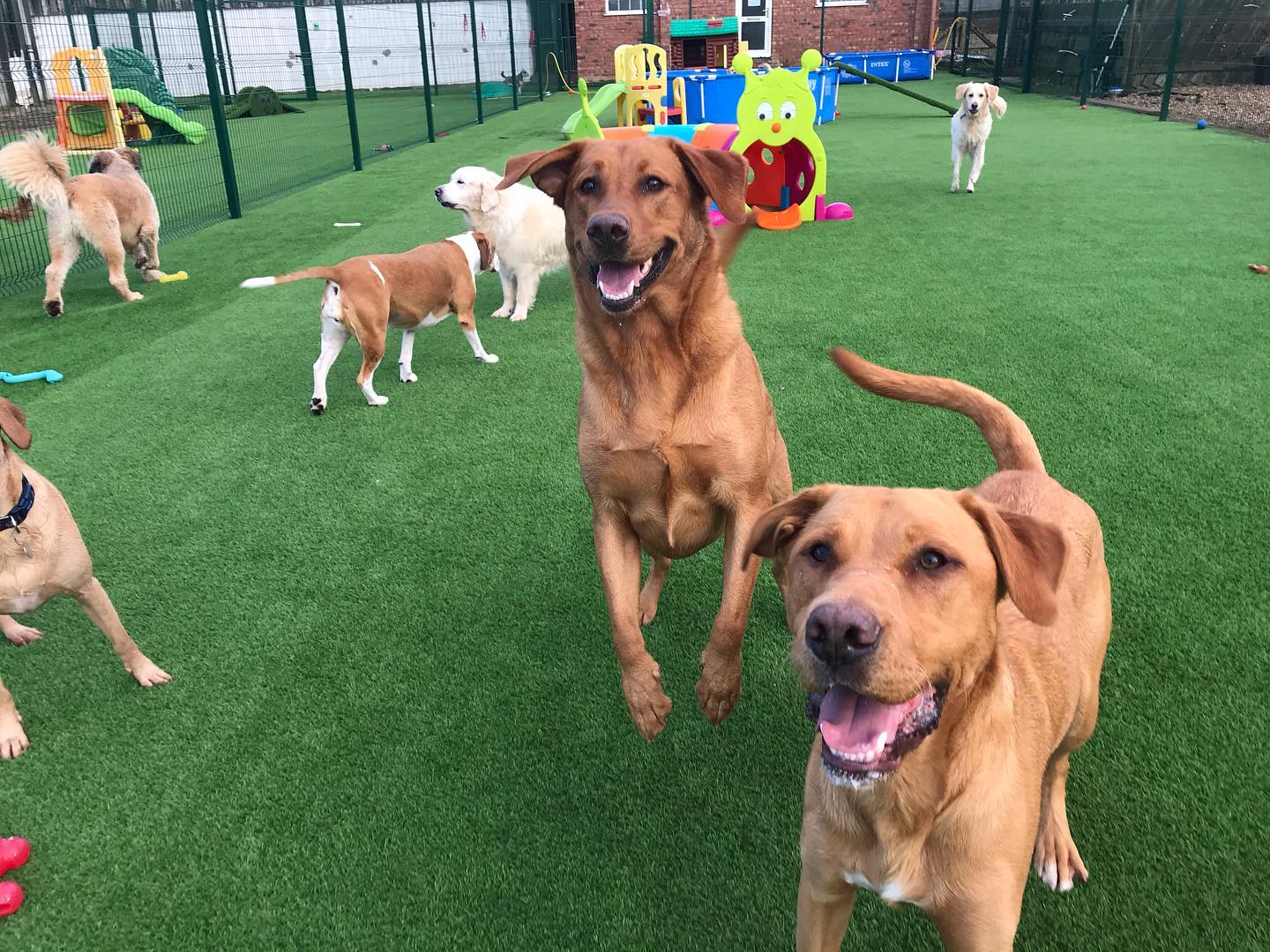 Images Burstwick Doggy Day Care