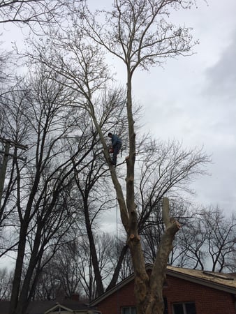 Images Spears Tree Experts Inc.