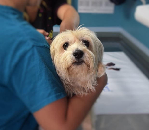 Images Acorn Lake Veterinary Service
