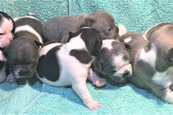 Images Tralinka French Bulldogs