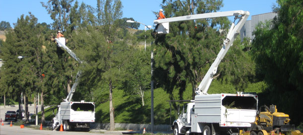 Images Newbury Park Tree Service