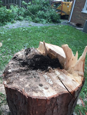 Images Gabriel's Landscape & Tree Services Inc.