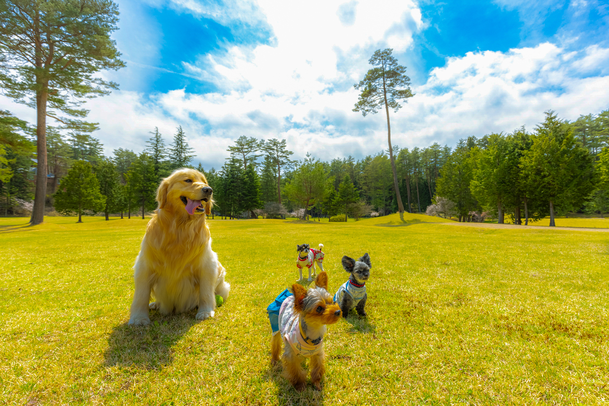 Images フジプレミアムリゾート