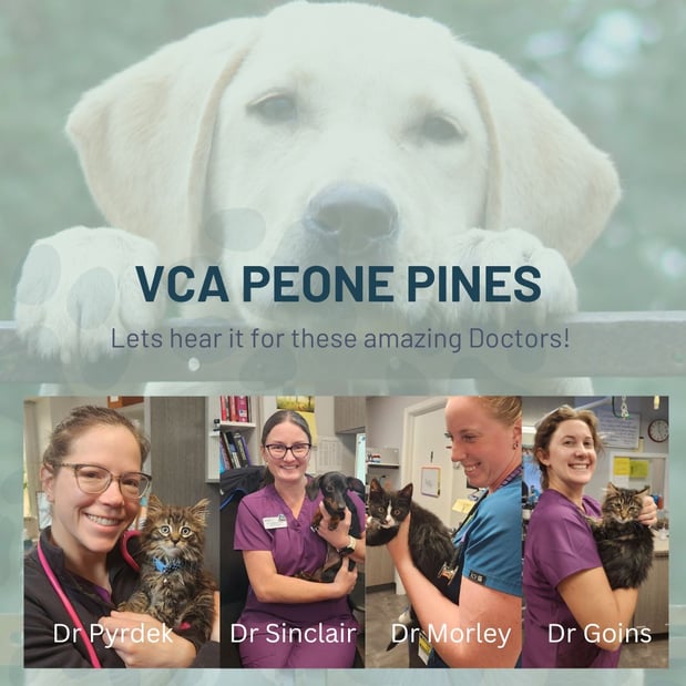 Images VCA Peone Pines Animal Hospital