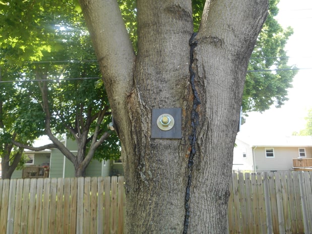 Images Wellman Tree Service