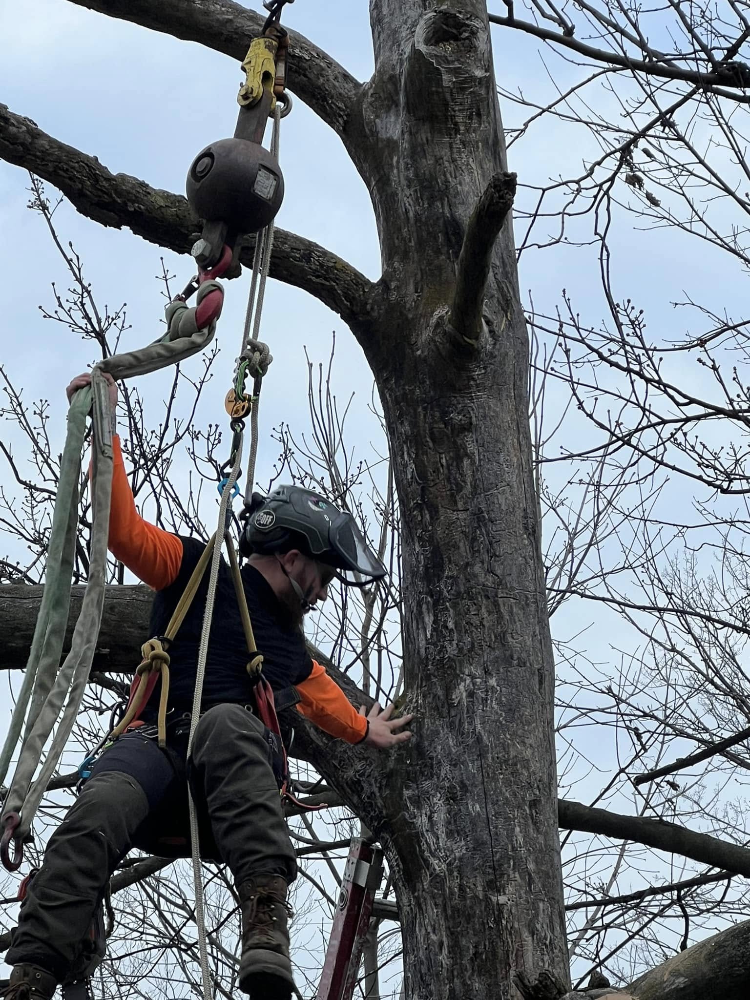 Lucca Landscaping & Construction LLC provides safe and efficient tree removal services to help protect your property and maintain a clean, open landscape. Whether due to damage, disease, or space planning, we handle each removal with precision and care. Our team is committed to completing every job with minimal disruption and maximum safety. You can count on us for professional service that gets the job done right.