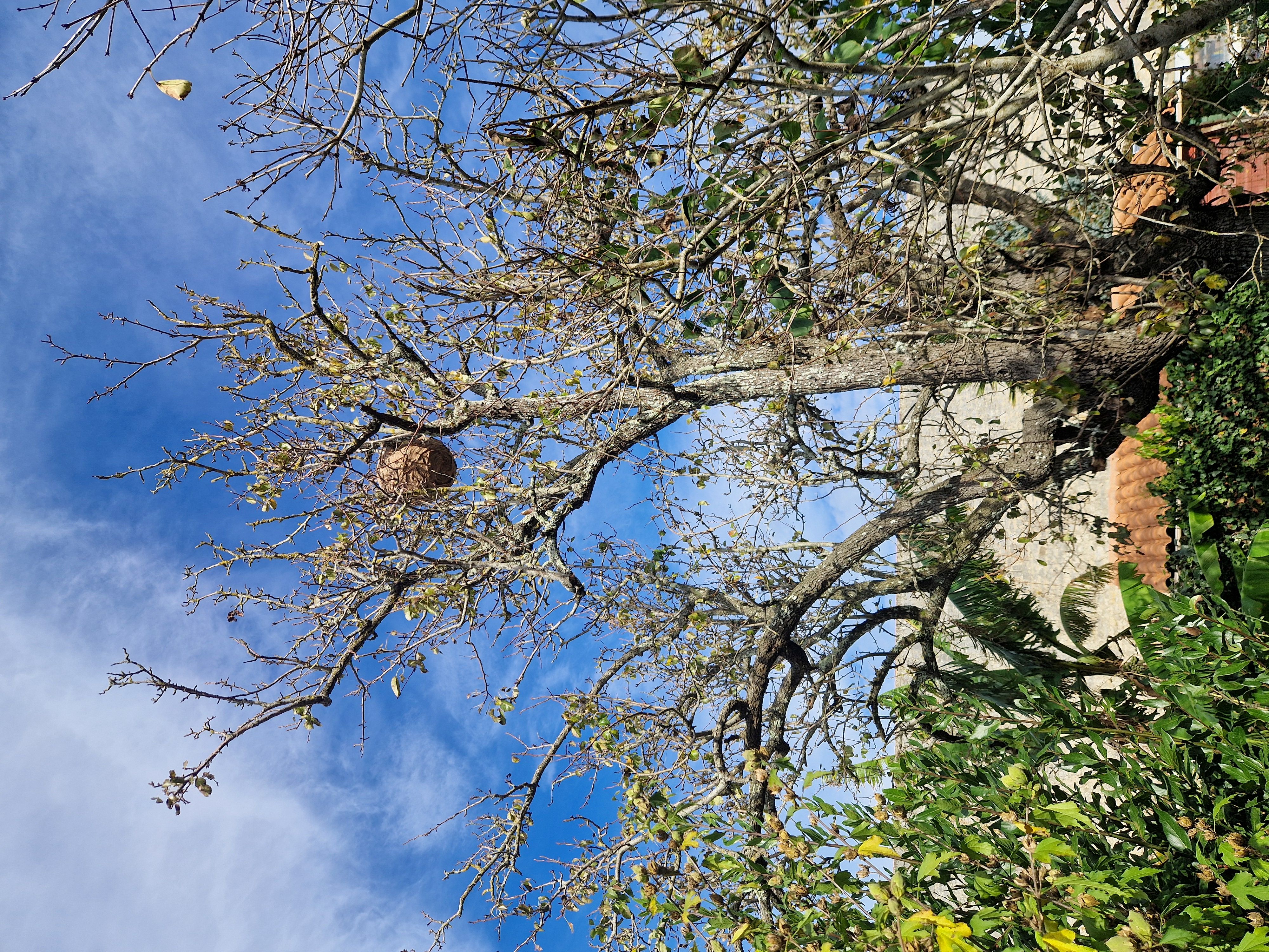 nid de frelons asiatique à Marans nid de frelons asiatique à Marans