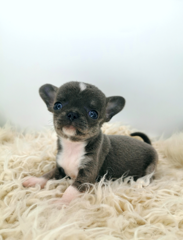 Images Allevamento Chihuahua Maksivon Lombardia