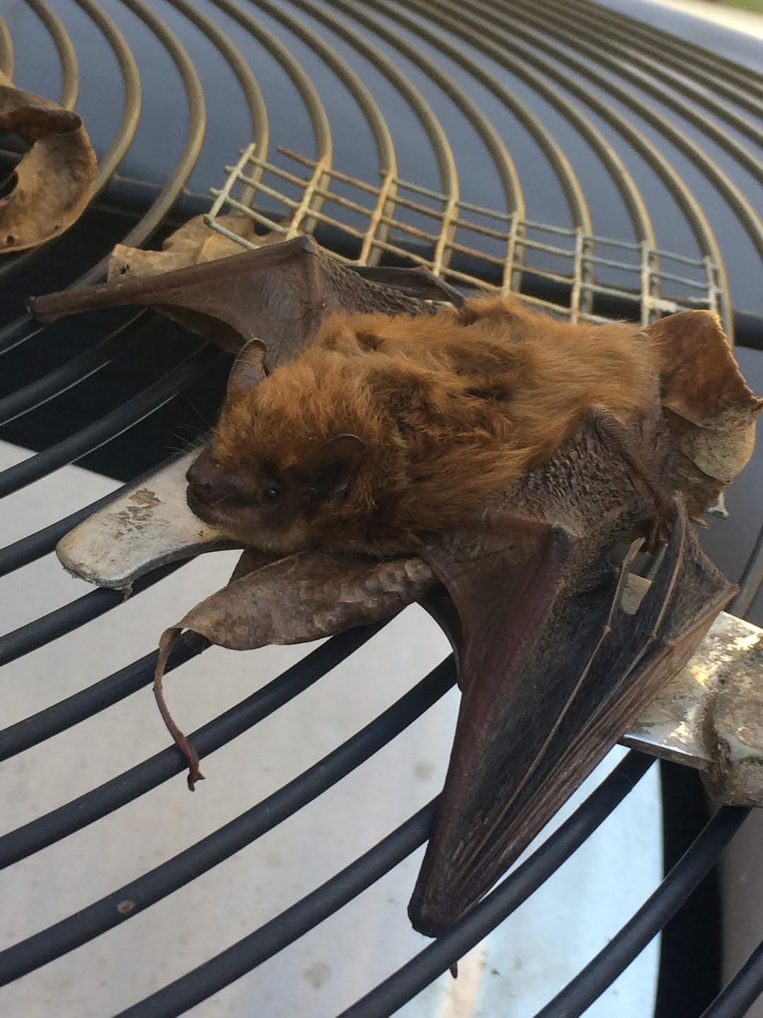 We removed this bat from a home in Blyhewood, South Carolina. We provide any necessary decontamination or restoration services to ensure that your home is clean and safe and that bats stay outside where they belong.