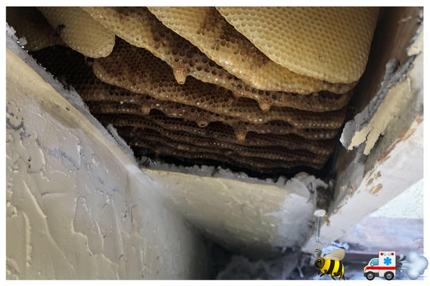 Images A Team Wildlife Removal & Bee Removal Miami